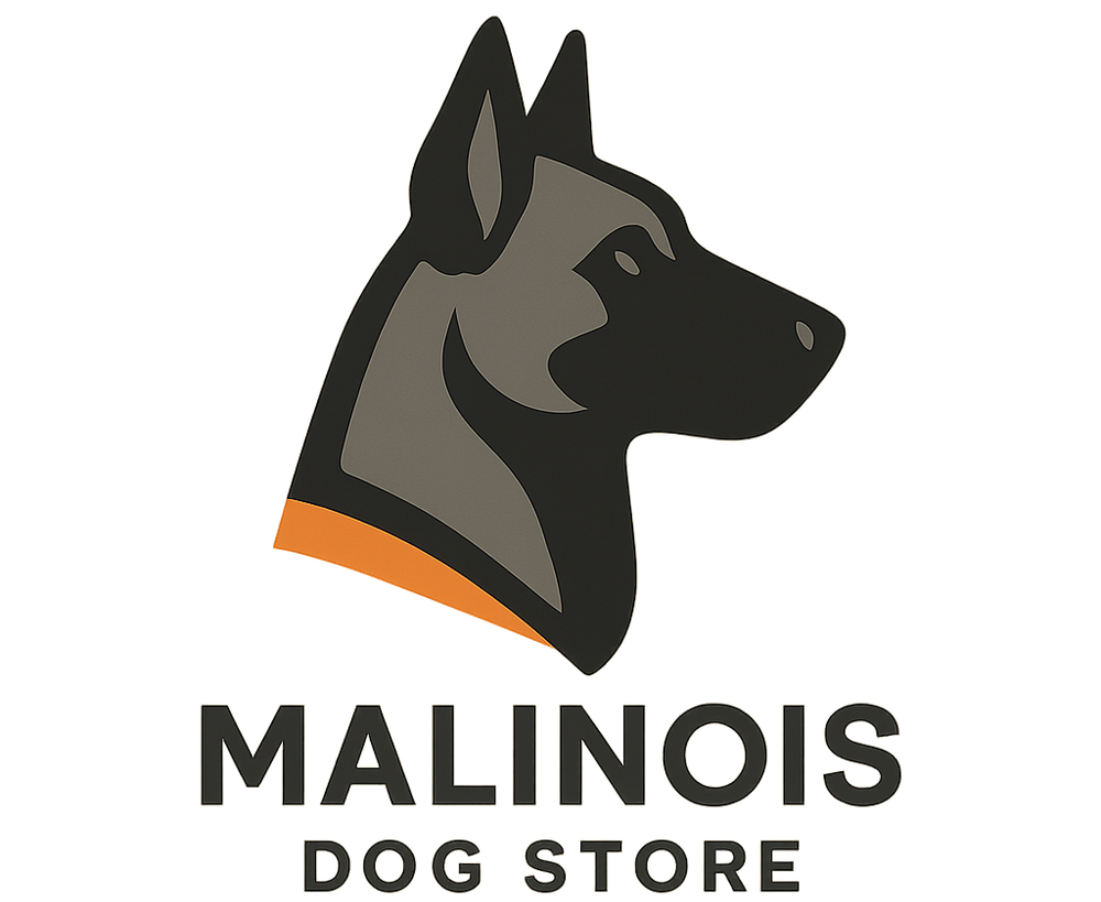 Belgian Malinois puppy ready to be named — strong and alert