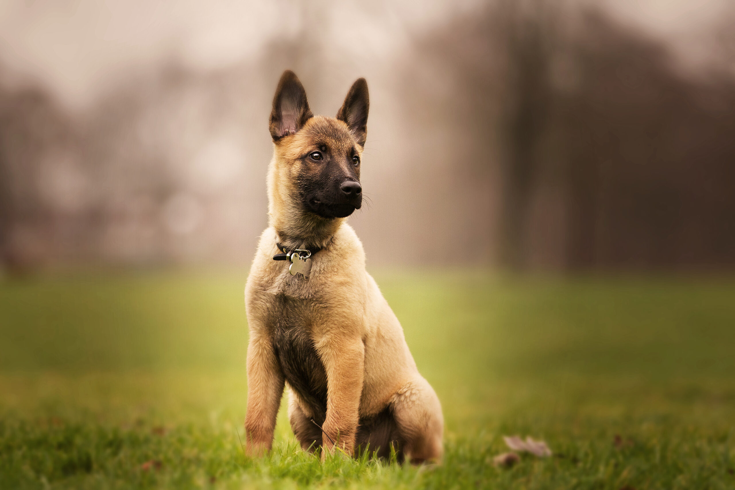 belgian malinois