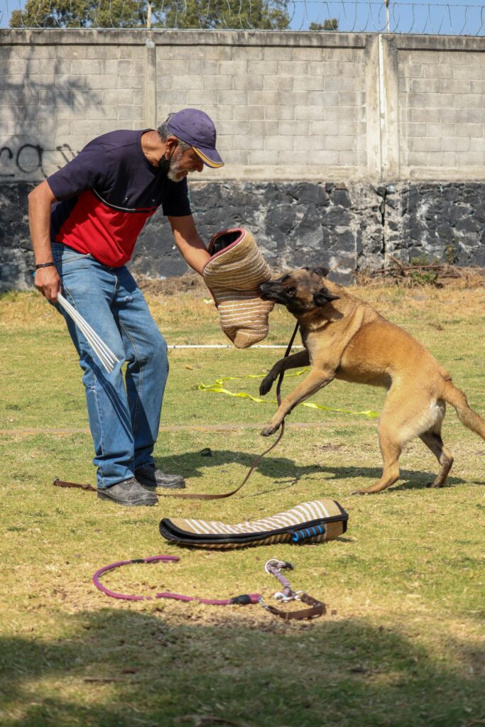 Belgian Malinois breeders