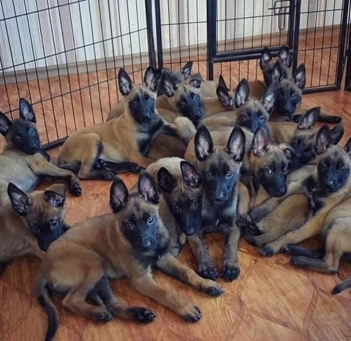 Belgian Malinois Crate