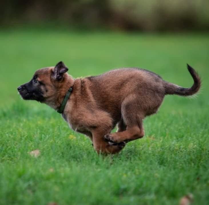 Malinois dog training