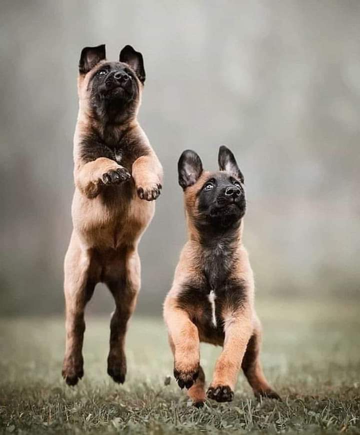 malinois puppy