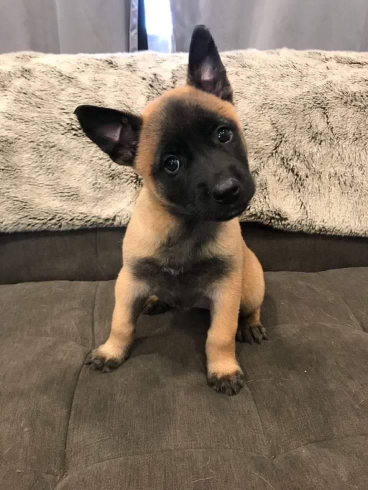 belgian malinois puppy