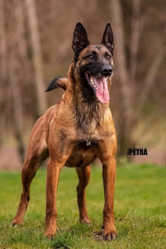 Belgian Malinois
