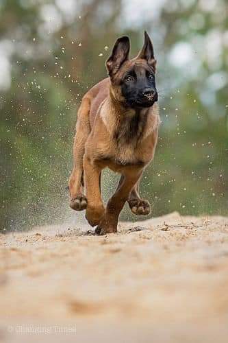 Trained Malinois for Sale