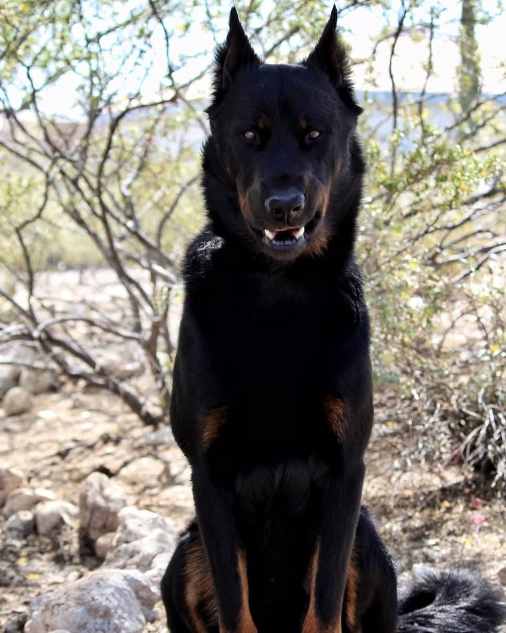 (3) Instagram Belgian Malinois resting calmly on a mat after exercise