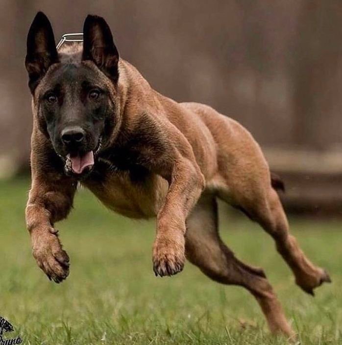 German Shepherd vs Belgian Malinois side by side comparison