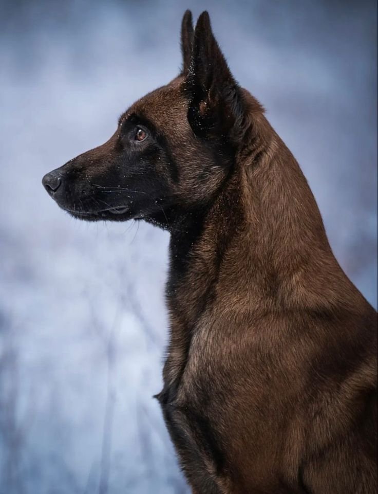Calendar tracking good and bad days for an old dog