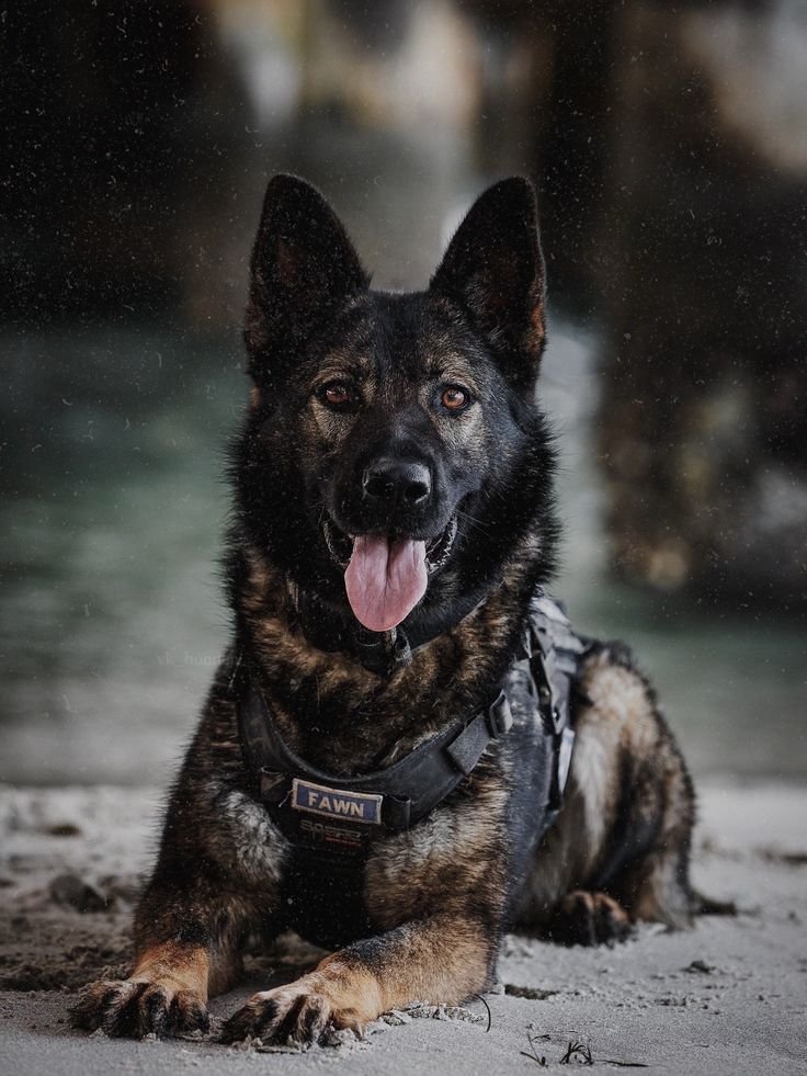 How much exercise a Belgian Malinois needs: adult dog running outdoors
