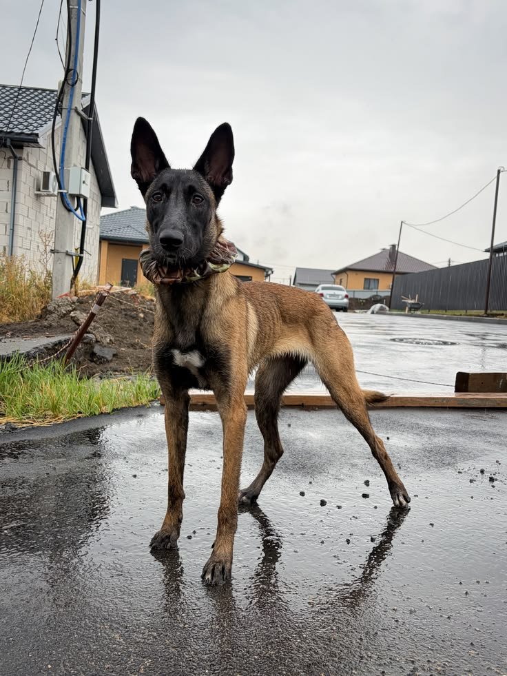 Old dog standing in a room looking confused, one of the signs of dementia in dogs