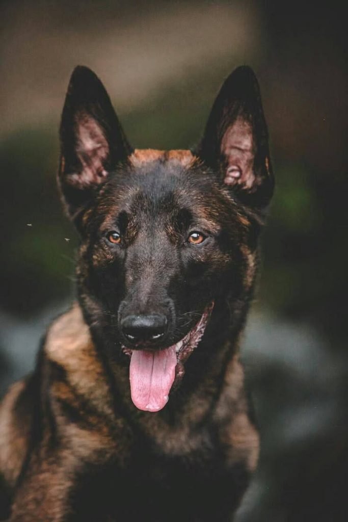 Old dog looking calmly at its owner, a common question being do dogs know when they are dying