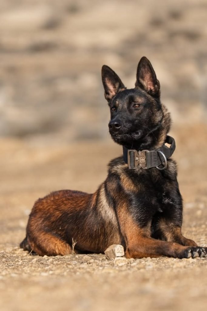 Owner following a Belgian Malinois training plan at home