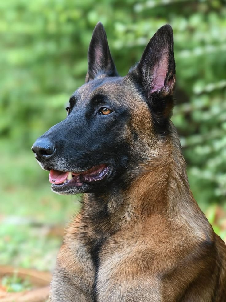 malinois (1)