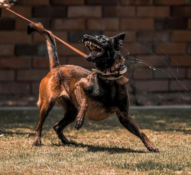 малинуа _ malinois Belgian Malinois puppy socialization with a new person and surface