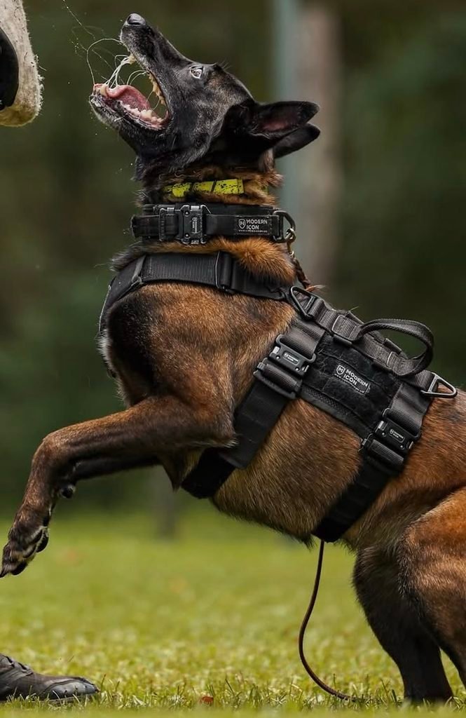 Belgian Malinois puppy socialization during dog training