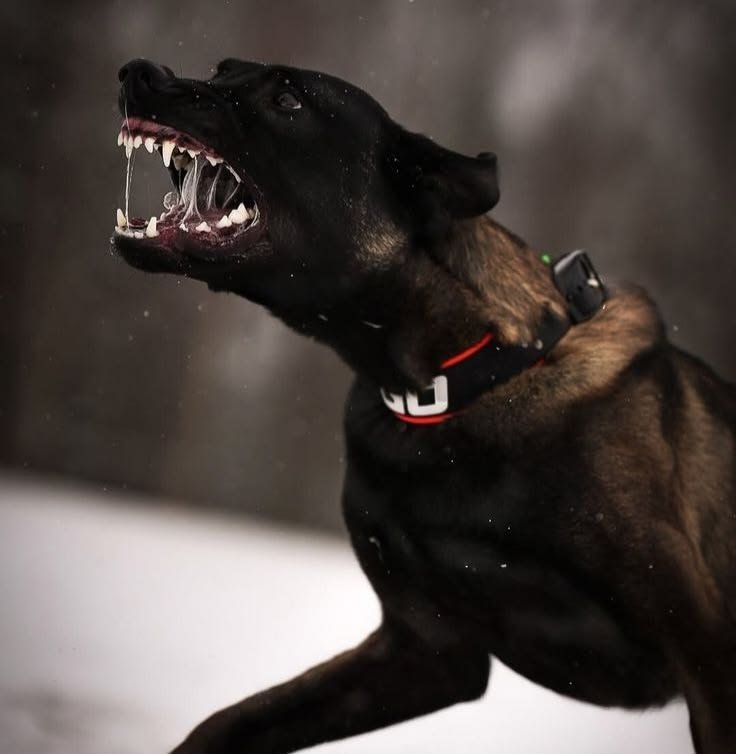 Belgian Malinois recall training with a dog running back to its owner
