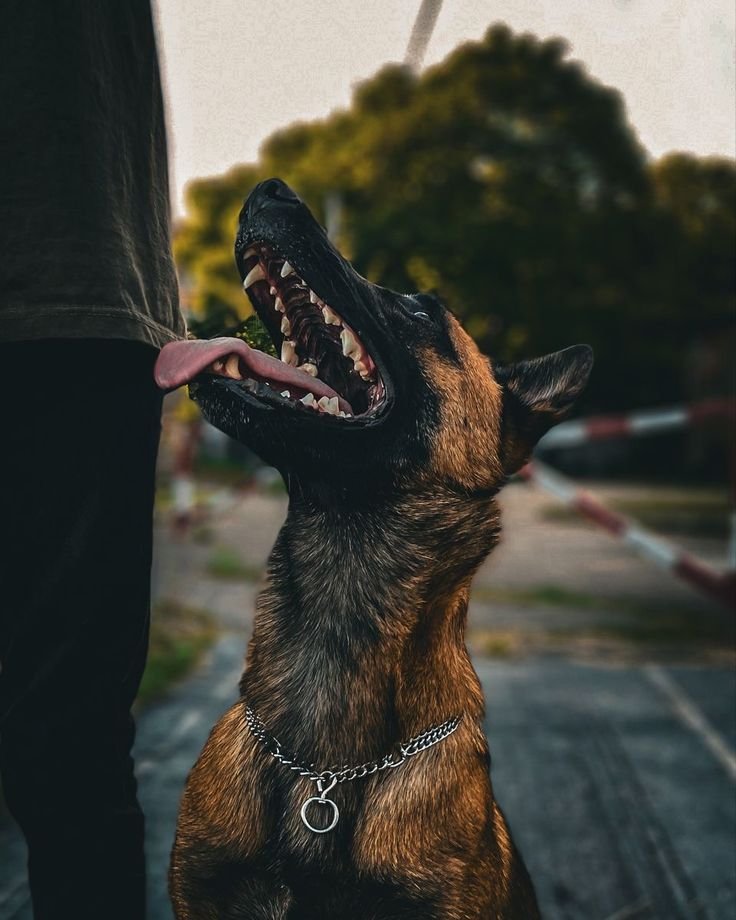 تنزيل (7) Belgian Malinois puppy learning crate training from a puppy training book