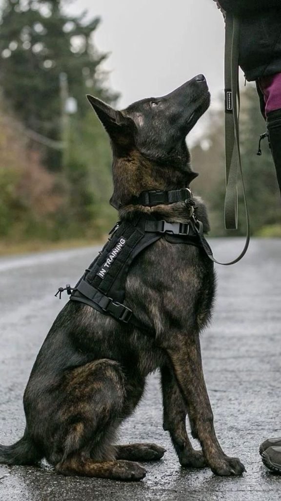Belgian Malinois leash training with a dog walking calmly on a loose leash