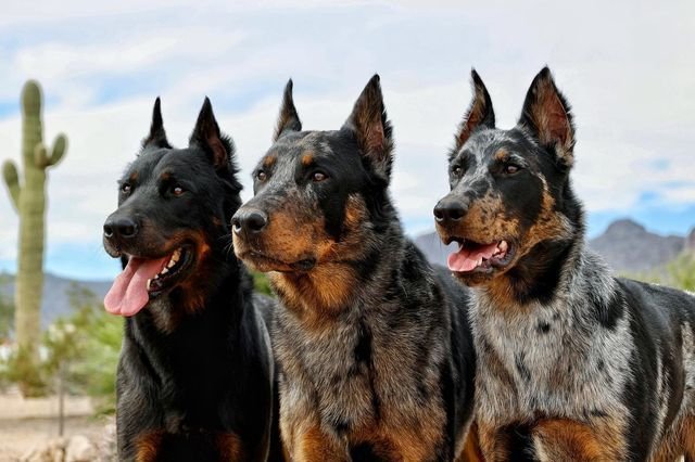 ℕ 𝕐 𝕂 𝕆 on Instagram Belgian Malinois dog exercise and mental stimulation after training
