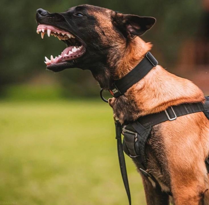Belgian Malinois puppy crate training during week one of home dog training